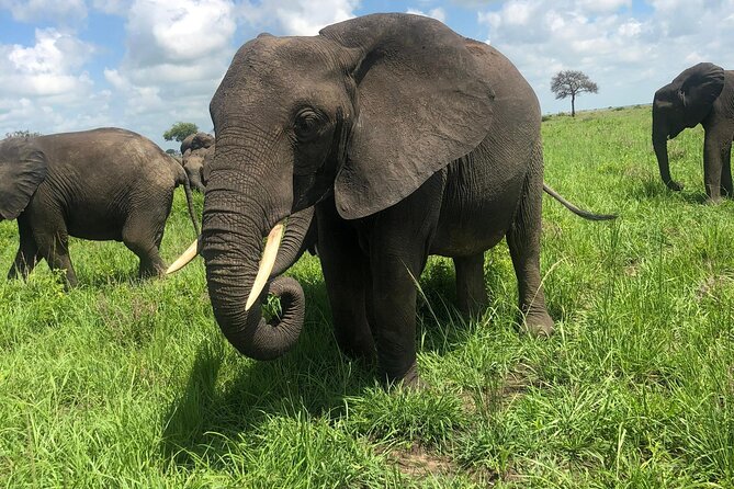2 days private safari to Mikumi N park from Zanzibar or Dsm - Day 1 in Mikumi National Park: arrival, lunch, and your first big sightings