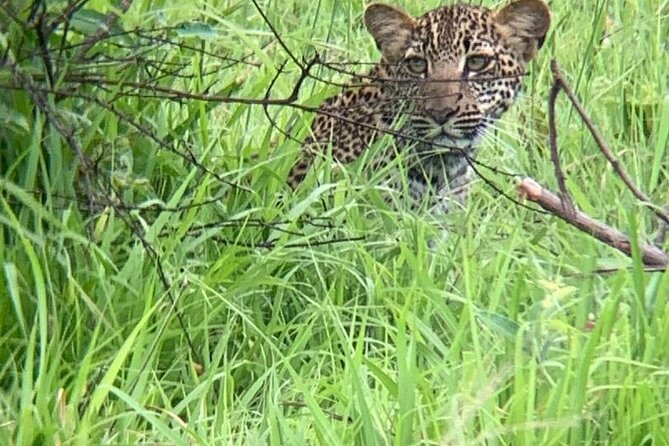 2 days private safari to Mikumi N park from Zanzibar or Dsm - Day 2: early start, a long drive, then leaving around noon