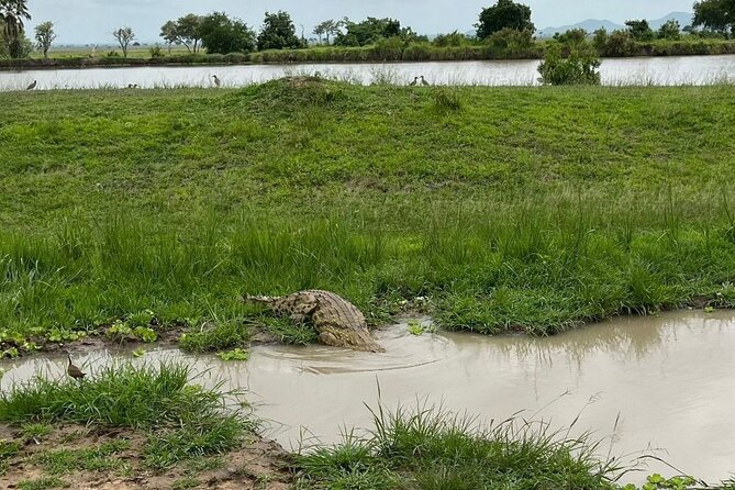 2 days private safari to Mikumi N park from Zanzibar or Dsm - Wildlife you should actually plan for