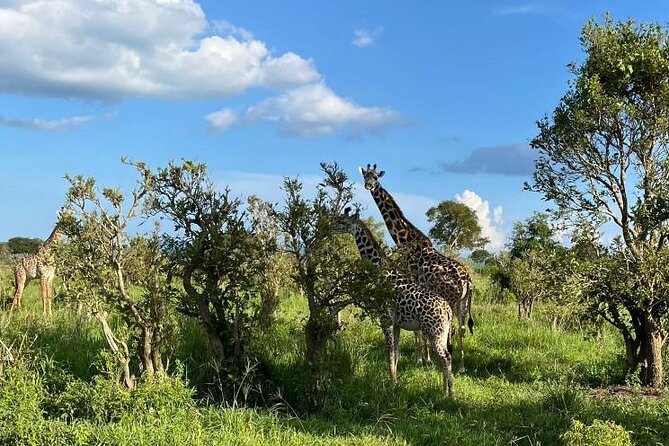 2 days private safari to Mikumi N park from Zanzibar or Dsm - The service level: what “good guiding” looks like here