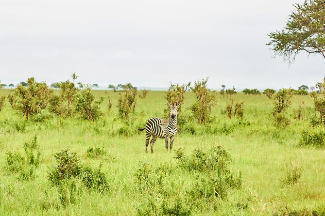 2 Days Private Safari Tour of Mikumi - Wildlife viewing that actually helps you plan your day
