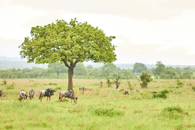 2 Days Private Safari Tour of Mikumi - Price and value: is $742 per person fair for this setup?