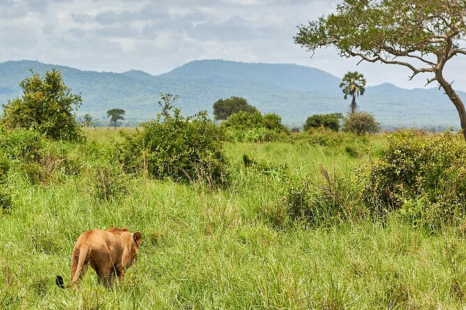 2 Days Private Safari Tour of Mikumi - Day 2 game drive: giraffes, elephants, hippos, and bird spotting
