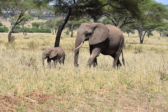 2-Days Private The Ultimate Tanzania Safari Tour - Tarangire National Park: Baobabs, Elephants, and the Tarangire River Advantage