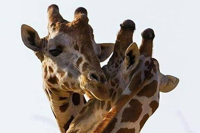 2 days quick trip to Mikumi National park - Two Days in Mikumi: Quick, Focused Safari Value