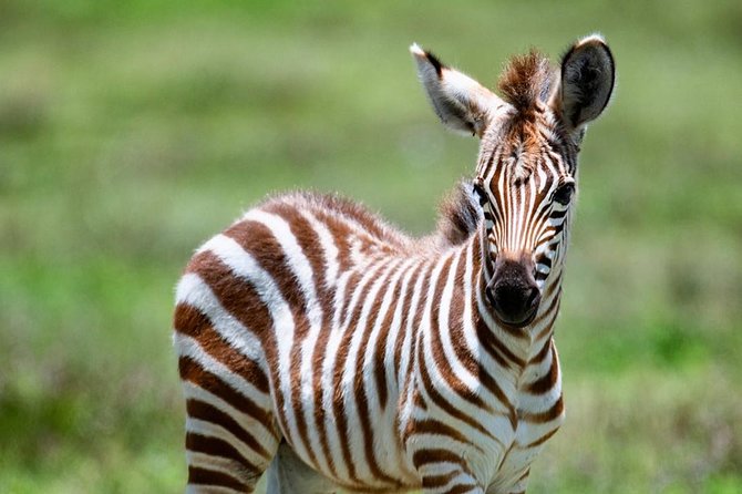 2 days quick trip to Mikumi National park - Day 1 Afternoon Game Drive: What You’re Likely to See