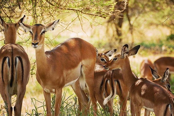2 days quick trip to Mikumi National park - Price and What You Really Get for $540