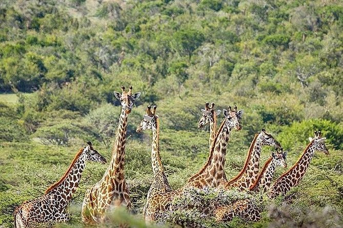 2 days quick trip to Mikumi National park - What to Bring, How to Prepare, and What to Expect