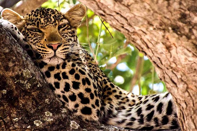 2 Days Ruaha National park - Overnight at Ruaha park bandas: meals, rest, and the rhythm of the park