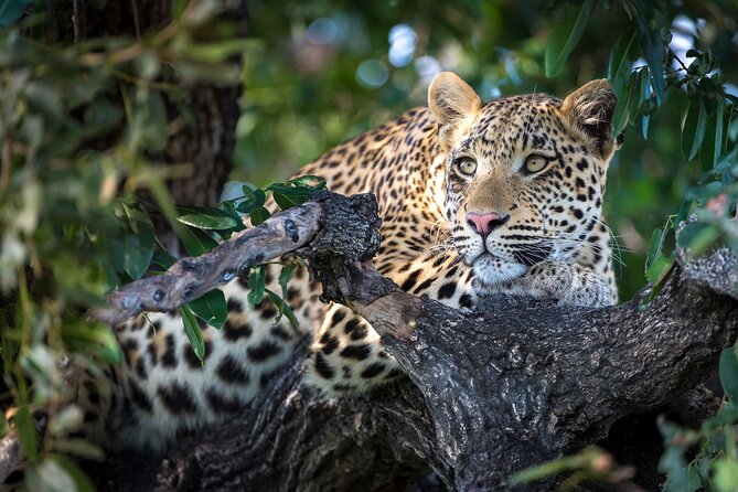 2 Days Ruaha National park - Price and value: what $450 really covers in a 2-day plan