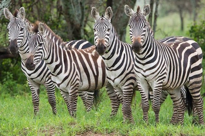 2 Days Ruaha National park - Logistics that matter in real life (mobile ticket, private group, passports)