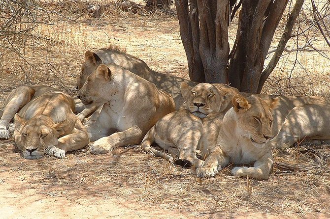 2 Days Ruaha National park - Who should book this Ruaha 2-day safari (and who should think twice)