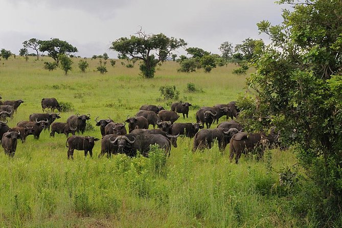 2 Days Saadani National Park From Zanzibar - Key things that make this safari work