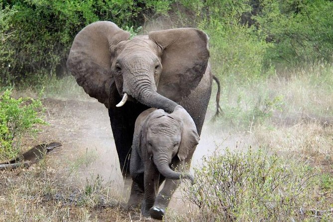 2 Days Saadani National Park From Zanzibar - Day 1: Wami River boat safari, then an afternoon game drive