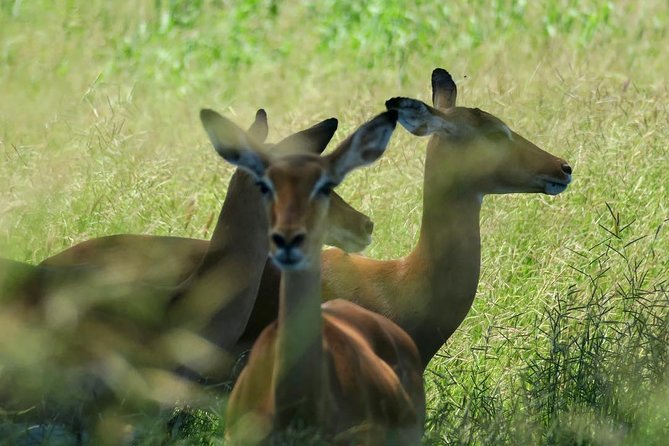 2 Days Saadani National Park From Zanzibar - Price and value: is $860.24 per person a fair deal?