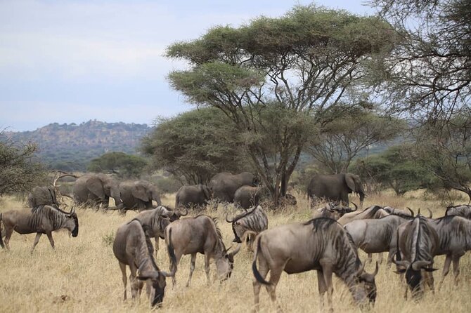 2 Days Safari in Tarangire and Ngorongoro Crater - Day 1 Pace and Comfort: What the Team Does With the Day