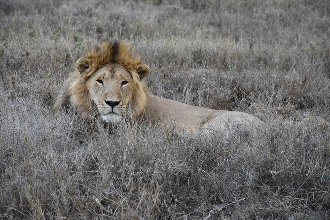 2 Days Safari through Tarangire NP and Lake Manyara NP - A short safari plan that still feels complete