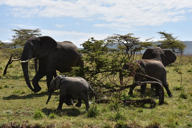 2 Days Safari through Tarangire NP and Lake Manyara NP - Price and value: what $1,200 per person really buys you