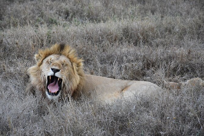 2 Days Safari through Tarangire NP and Lake Manyara NP - Timing, tickets, and how to keep the day smooth