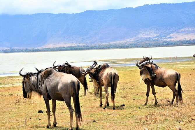 2 Days Safari through Tarangire NP and Lake Manyara NP - Tarangire National Park: a full day with serious animal variety