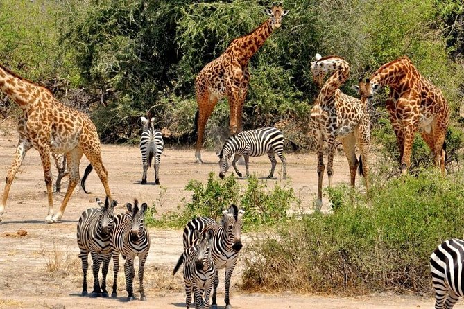 2 Days Selous Game Reserve Safari from Zanzibar or Dar es salaam - Day 1: Full day game drive, plus bush lunch and sunset time