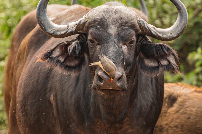 2 Days Tanzania Midrange Group Join Safari - Key Things You Get (That Actually Matter)
