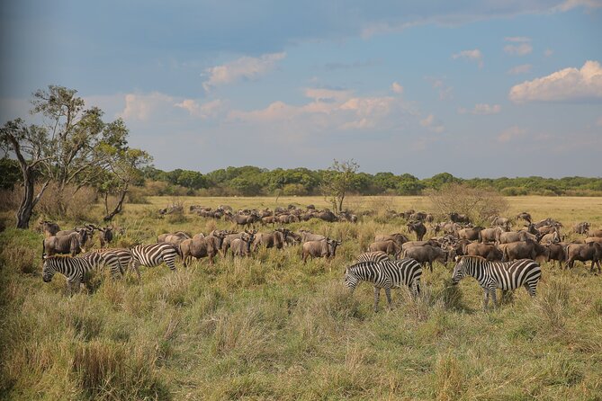2 Days Tanzania Midrange Group Join Safari - Is This $642 2-Day Safari Really Good Value?
