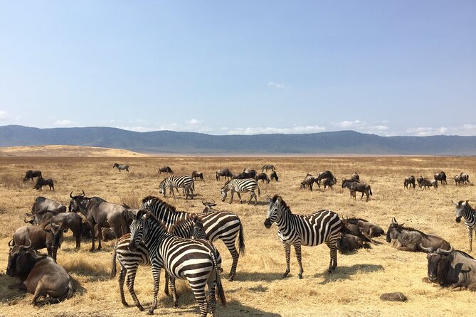 2 Days Tanzania Midrange Group Join Safari - Should You Book This 2-Day Tanzania Safari?