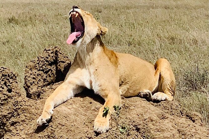 2- Days Tanzania Private (Budget) Safari - Price and Logistics, What $1,300 Really Covers