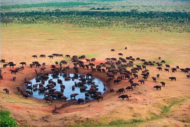 2 Days Tanzania Safari - Lake Manyara and Tarangire National Park - Arusha Check-In at 6:00 am: Pickup, Driver Briefing, and What to Bring
