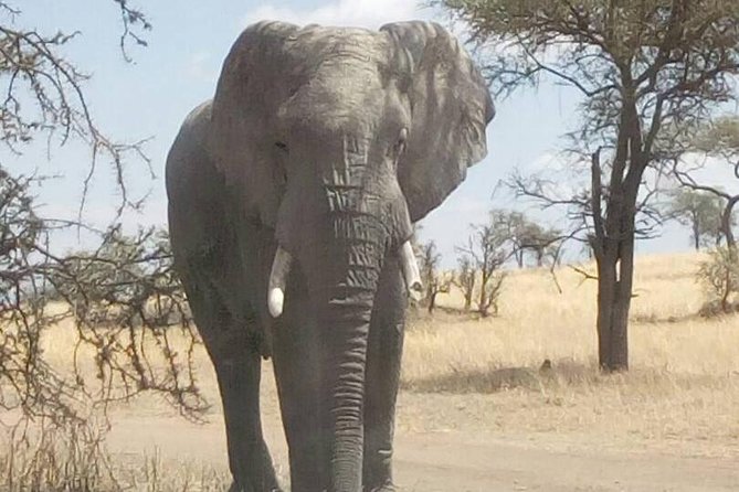 2 Days Tanzania Safari - Lake Manyara and Tarangire National Park - Lake Manyara Afternoon Drive: Tree-Climbing Lions, Flamingos, and Rift Valley Timing