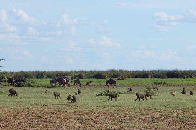 2 Days Tarangire and Ngorongoro Crater Tour - Day 2 Ngorongoro Conservation Area: the volcanic bowl view