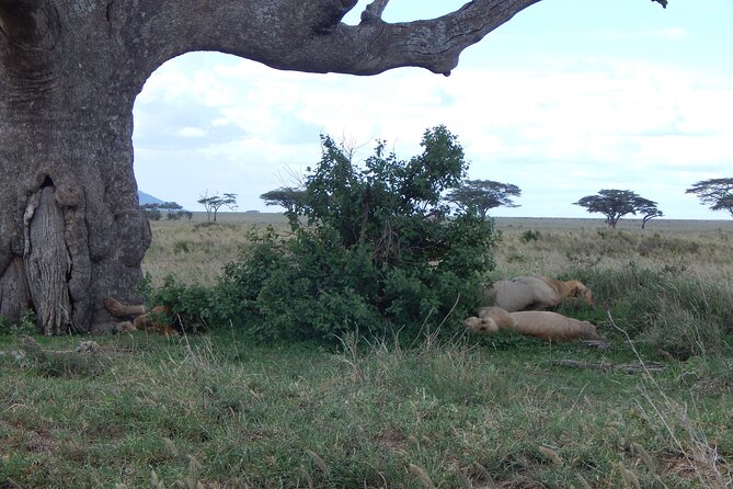 2 Days Tarangire and Ngorongoro Crater Tour - Meals and drinks: the simple comfort that keeps the day smooth