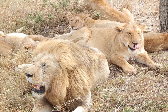 2 Days Tarangire and Ngorongoro Crater Tour - Price and what you really get for $515