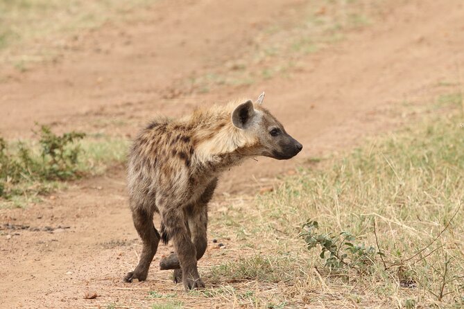 2 Days Tarangire and Ngorongoro Group Camping Safari - The real value of a tight 2-day safari from Arusha