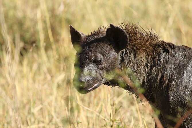 2 Days Tarangire and Ngorongoro Group Camping Safari - What makes this safari feel personal: limited groups and responsive staff