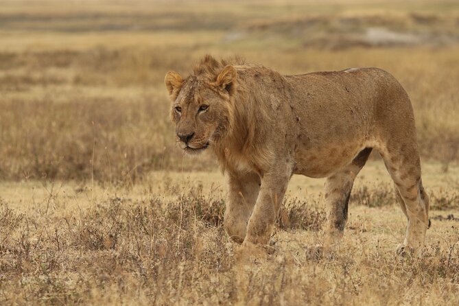 2 Days Tarangire and Ngorongoro Group Camping Safari - Packing and readiness for a 2-day camping safari