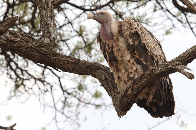 2 Days Tarangire and Ngorongoro Group Camping Safari - Day 1 in Tarangire: elephants, baobabs, and a picnic lunch