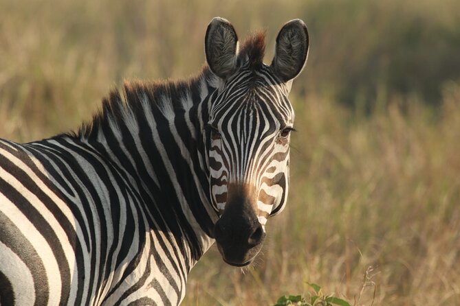 2 Days Tarangire and Ngorongoro Mid-Range Group Safari - Key highlights worth your attention