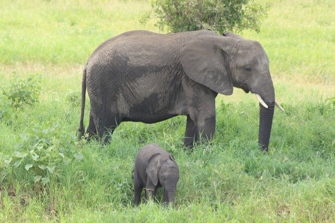2 Days Tarangire and Ngorongoro Mid-Range Group Safari - A tight 2-day rhythm: seeing a lot without trying to do everything