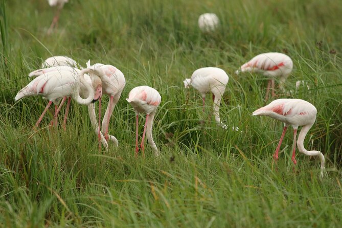 2 Days Tarangire and Ngorongoro Mid-Range Group Safari - Suricata Boma Lodge and the camping night: sleeping in the wild with a plan