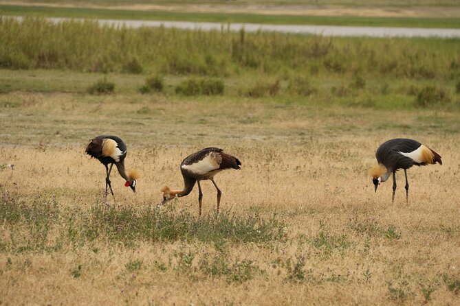 2 Days Tarangire and Ngorongoro Mid-Range Group Safari - Wildlife odds and predator spotting: how guides turn time into sightings