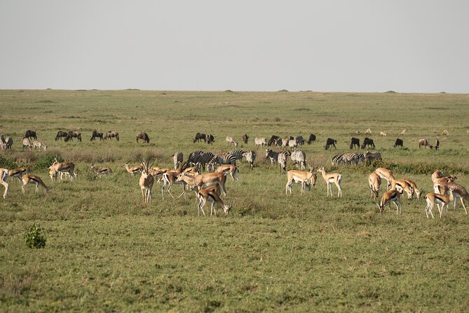 2 Days Tarangire and Ngorongoro Mid-Range Group Safari - Day one in Tarangire National Park: elephants, baobabs, and picnic lunch time