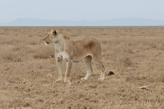 2 Days Tarangire and Ngorongoro Safari from Zanzibar - From Zanzibar to Arusha: the start that sets the pace