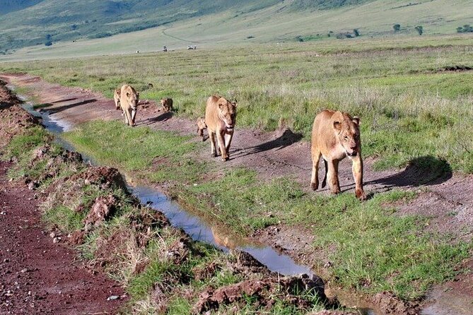 2 Days Tarangire and Ngorongoro Safari from Zanzibar - Ngorongoro Crater: big five country in a volcanic bowl