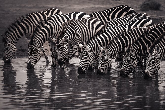 2 Days Tarangire and Ngorongoro Safari Tour in Tanzania - Who this safari suits best