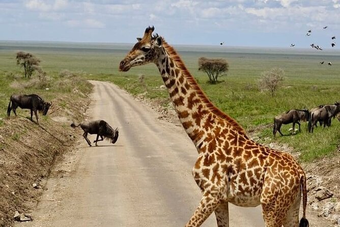2 days Tarangire and Ngorongoro short safari - Who This Safari Is Best For