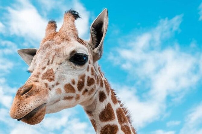 2 days Tarangire and Ngorongoro short safari - Should You Book This 2-Day Safari From Arusha?