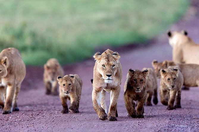 2 Days Tarangire & Ngorongoro Budget Safari Tour Tanzania - Price and what you truly get for $520 per person