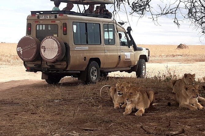2 Days Tarangire & Ngorongoro Budget Safari Tour Tanzania - Day 2 at Ngorongoro Crater: the fastest Big Five odds in a tight window